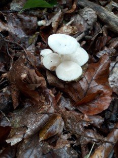 Marasmius wynnei - Негниючник шаровидный