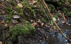 Tricholoma terreum - Рядовка напочвенная