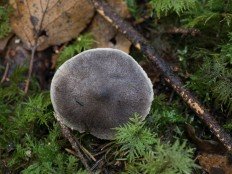 Tricholoma terreum - Рядовка напочвенная