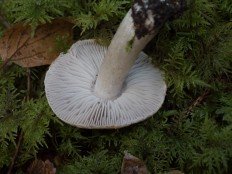 Tricholoma terreum - Рядовка напочвенная