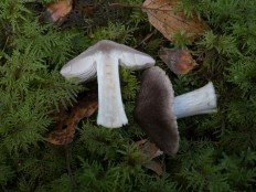 Tricholoma terreum - Рядовка напочвенная