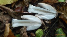 Coprinopsis picacea - Навозник пёстрый