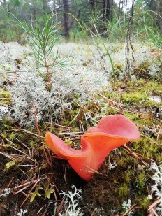 Guepinia helvelloides - Гепиния гельвеллоидная