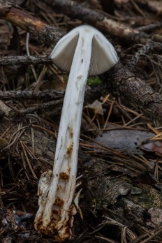 Amanita vaginata - Поплавок серый