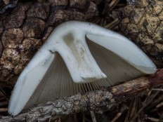 Amanita vaginata - Поплавок серый