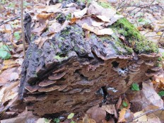 Phellinus conchatus - Феллинус раковинообразный