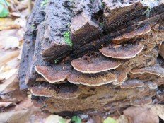 Phellinus conchatus - Феллинус раковинообразный