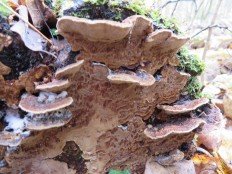 Phellinus conchatus - Феллинус раковинообразный