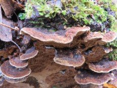 Phellinus conchatus - Феллинус раковинообразный