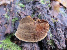 Phellinus conchatus - Феллинус раковинообразный