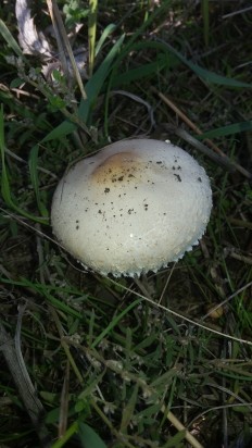 Macrolepiota excoriata - Зонтик белый