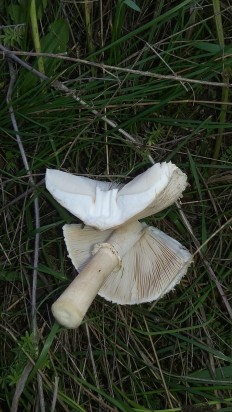 Macrolepiota excoriata - Зонтик белый
