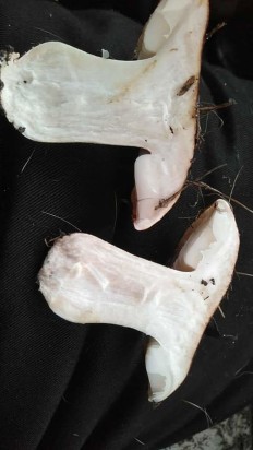Tricholoma populinum - Тополёвка