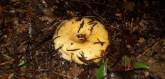 Lactarius scrobiculatus - Груздь желтый