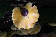 Pleurotus citrinopileatus - Вёшенка лимонная