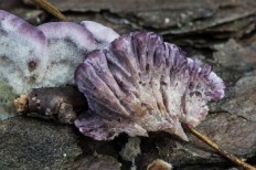 Chondrostereum purpureum - Стереум пурпурный