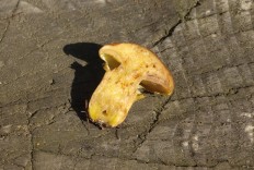 Suillus grevillei - Маслёнок лиственничный