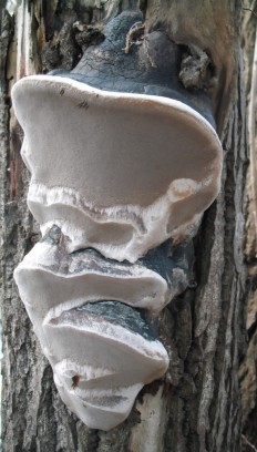 Phellinus igniarius - Трутовик ложный обожжённый