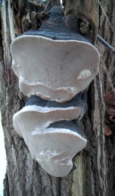 Phellinus igniarius - Трутовик ложный обожжённый