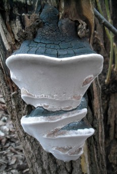 Phellinus igniarius - Трутовик ложный обожжённый