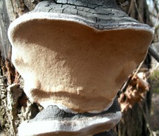 Phellinus igniarius - Трутовик ложный обожжённый