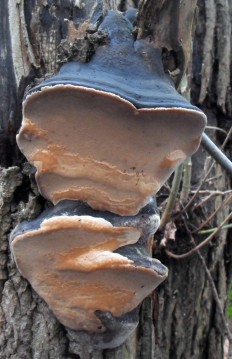 Phellinus igniarius - Трутовик ложный обожжённый