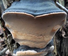 Phellinus igniarius - Трутовик ложный обожжённый