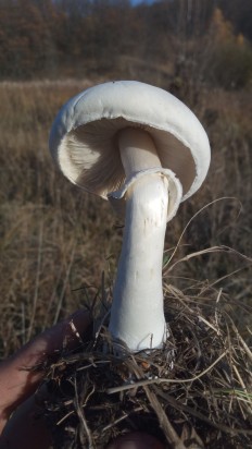 Leucoagaricus leucothites - Белошампиньон краснопластинчатый