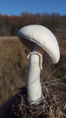 Leucoagaricus leucothites - Белошампиньон краснопластинчатый