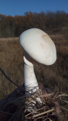 Leucoagaricus leucothites - Белошампиньон краснопластинчатый