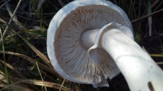 Leucoagaricus leucothites - Белошампиньон краснопластинчатый