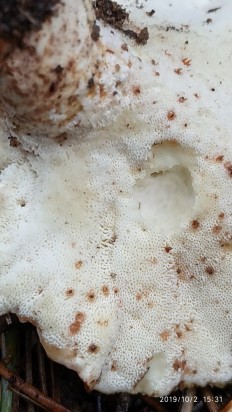 Albatrellus subrubescens - Альбатреллус краснеющий