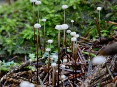 Marasmius wettsteinii - Негниючник нежнейший