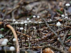 Marasmius wettsteinii - Негниючник нежнейший