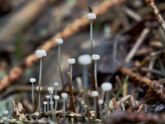 Marasmius wettsteinii - Негниючник нежнейший