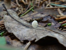 Marasmius wettsteinii - Негниючник нежнейший