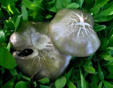 Entoloma clypeatum - Энтолома щитковая