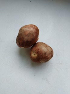 Rhizopogon roseolus - Ризопогон розоватый