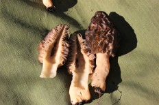 Morchella esculenta - Сморчок конический