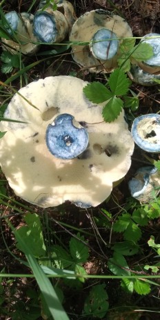 Gyroporus cyanescens - Болетус синеющий