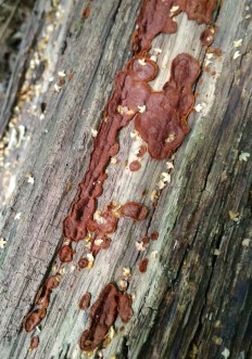 Hymenochaete rubiginosa - Гименохета красно-бурая