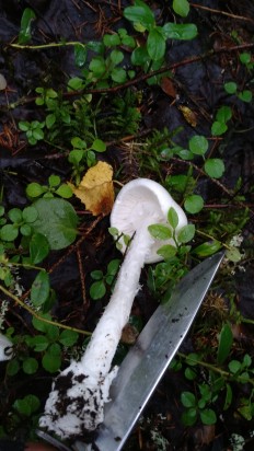 Amanita verna - Мухомор белый (Мухомор весенний)