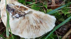 Russula delica - Подгруздок белый