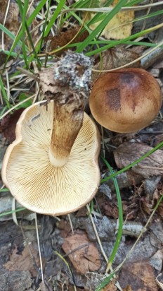 Tricholoma fulvum - Рядовка жёлто-бурая