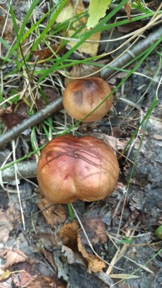 Tricholoma fulvum - Рядовка жёлто-бурая