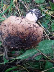 Tricholoma populinum - Рядовка тополёвая