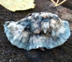 Postia caesia - Олигопорус синевато-серый