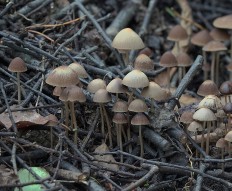 Psathyrella corrugis - Псатирелла морщинистая