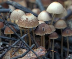 Psathyrella corrugis - Псатирелла морщинистая