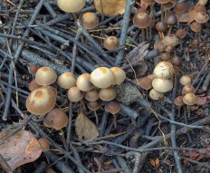 Psathyrella corrugis - Псатирелла морщинистая